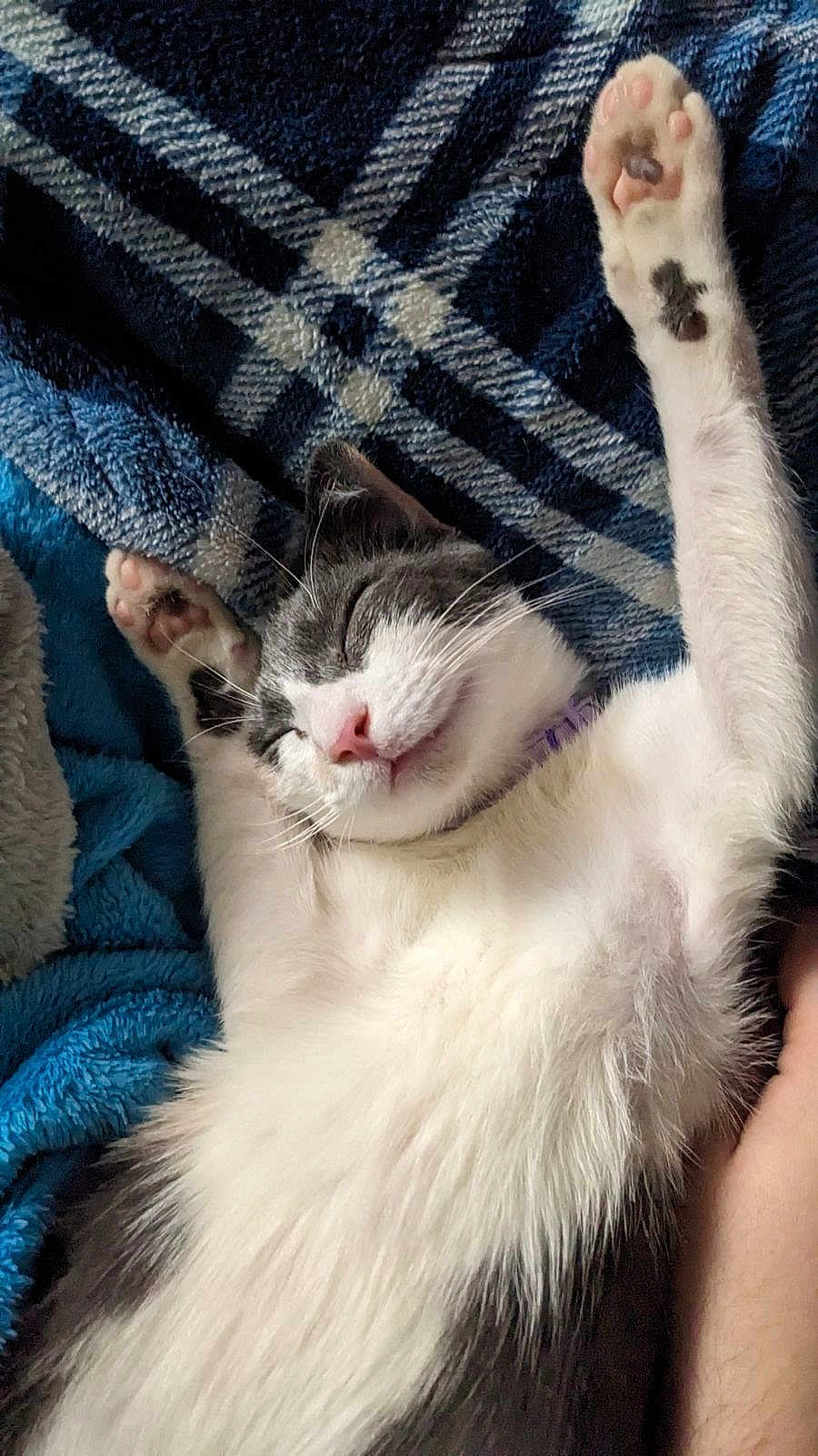 Mimmy