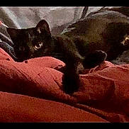 Bridget joined the competition — help win amazing prizes! black_cat, cat, pet, animal, feline, resting, blanket, red_blanket, cozy, indoor, dark, low_light, grainy, sleeping, paw, cute, domestic_animal, fur, relaxed, home