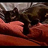 black_cat, cat, pet, animal, feline, resting, blanket, red_blanket, cozy, indoor, dark, low_light, grainy, sleeping, paw, cute, domestic_animal, fur, relaxed, home