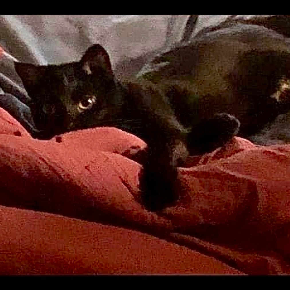 Bridget joined the competition — help win amazing prizes! black_cat, cat, pet, animal, feline, resting, blanket, red_blanket, cozy, indoor, dark, low_light, grainy, sleeping, paw, cute, domestic_animal, fur, relaxed, home