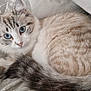 abyssinian, angora, animal, bed, bedroom, blanket, cat, couch, cushion, egyptiancat, furniture, homedecor, indoors, kitten, linen, manx, person, pet, siamese, sleeping
