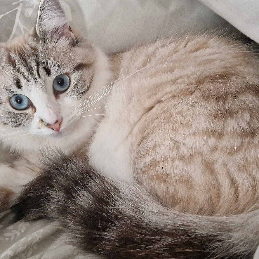 Ruby a rejoint le concours — aidez-le/la à gagner de superbes lots ! abyssinian, angora, animal, bed, bedroom, blanket, cat, couch, cushion, egyptiancat, furniture, homedecor, indoors, kitten, linen, manx, person, pet, siamese, sleeping