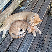 Pumpkin joined the competition — help win amazing prizes! cat, cats, ginger_cat, kitten, wooden_bench, outdoor, snuggling, affection, pet, animal, feline, grooming, resting, closeup, nature, wood, bench, sleeping, cute, domestic_animal