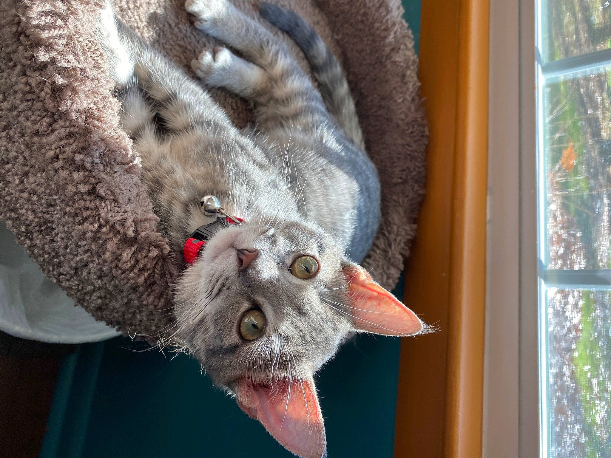 Jazz joined the competition — help win amazing prizes! carnivore, cat, claw, domestic_short_haired_cat, eye, fawn, felidae, fur, grey, plant, small_to_medium_sized_cats, snout, sporting_group, tail, terrestrial_animal, tree, vertebrate, whiskers, window