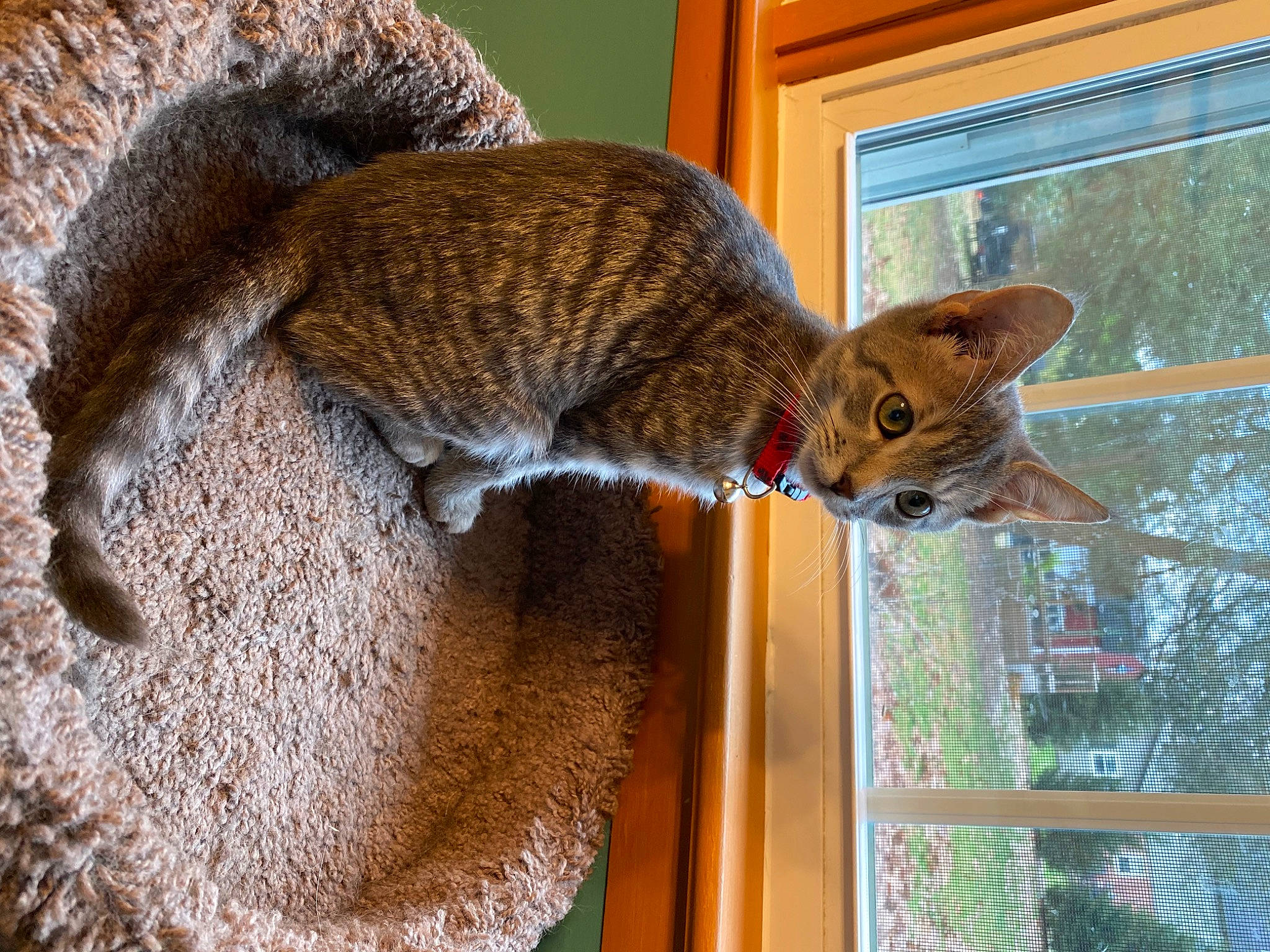 Jazz is registered to the contest to win money with this photo: carnivore, cat, claw, domestic_short_haired_cat, fawn, felidae, fox_squirrel, fur, plant, small_to_medium_sized_cats, snout, tail, terrestrial_animal, tree, trunk, twig, whiskers, wildlife, window, wood