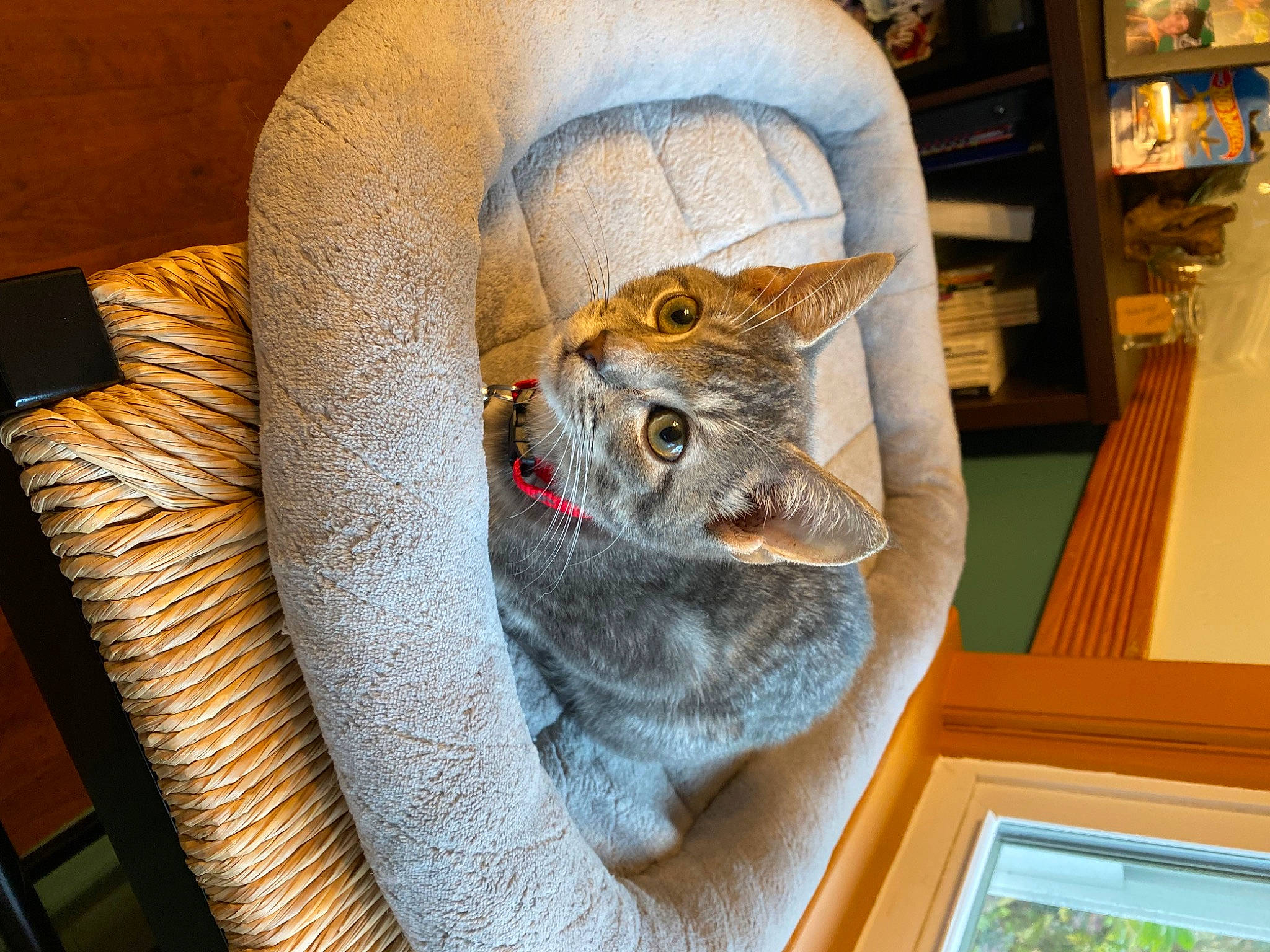Jazz is registered to the contest to win money with this photo: carnivore, cat, cat_bed, cat_supply, chair, comfort, domestic_short_haired_cat, fawn, felidae, flooring, fur, hat, shelf, small_to_medium_sized_cats, snout, tail, whiskers, window, wood, wool