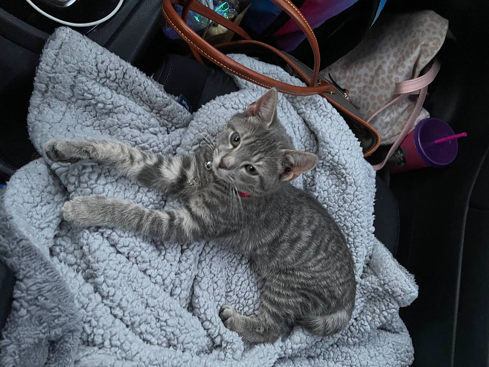 Jazz joined the competition — help win amazing prizes! auto_part, automotive_tire, bag, carnivore, cat, claw, comfort, domestic_short_haired_cat, felidae, fur, grey, luggage_and_bags, motor_vehicle, small_to_medium_sized_cats, tail, tire, vehicle_door, wheel, whiskers, window