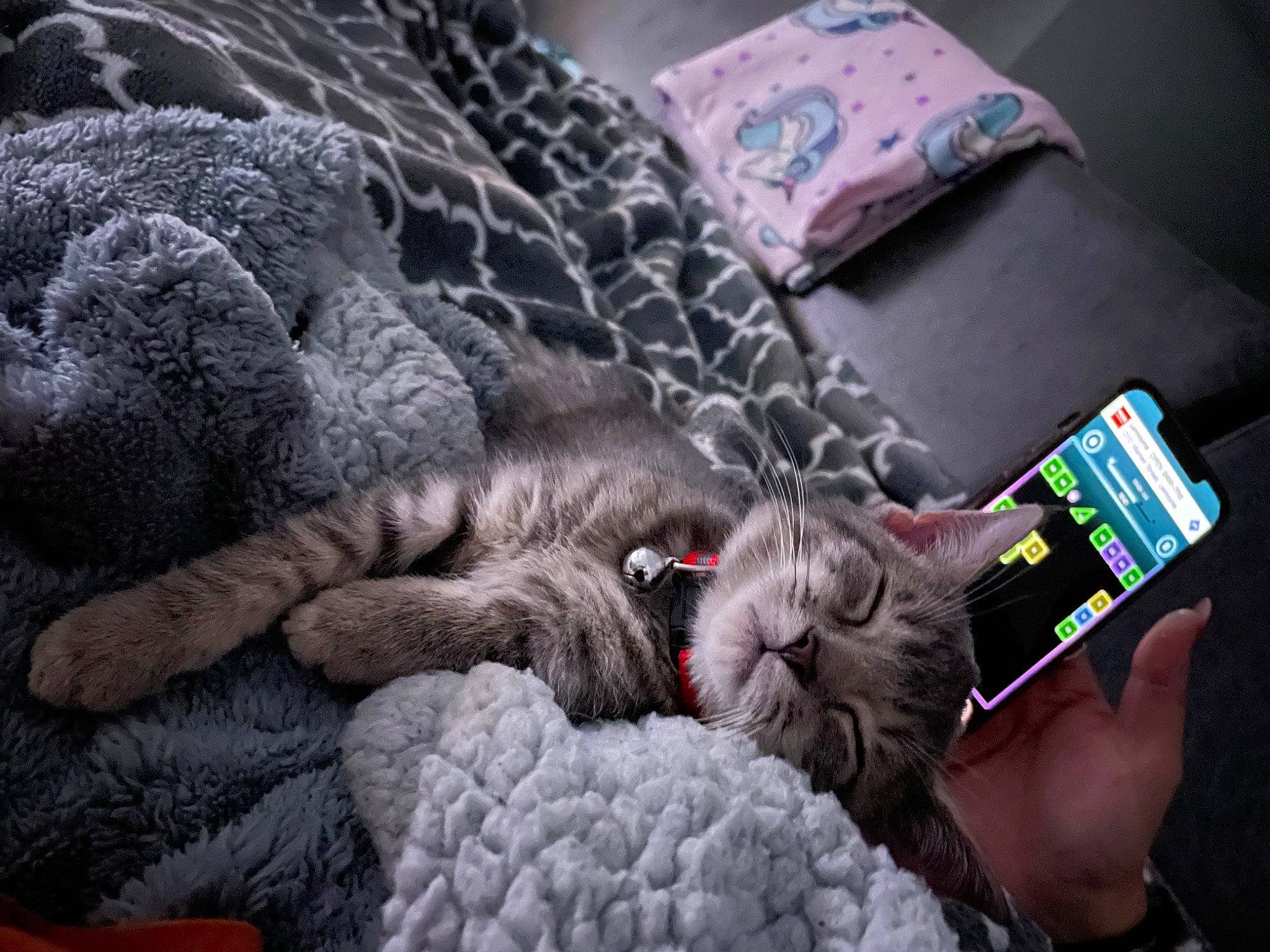 Jazz is registered to the contest to win money with this photo: carnivore, cat, claw, comfort, communication_device, domestic_short_haired_cat, felidae, fur, gadget, grey, linens, nail, pattern, paw, small_to_medium_sized_cats, snout, tail, textile, toy, whiskers