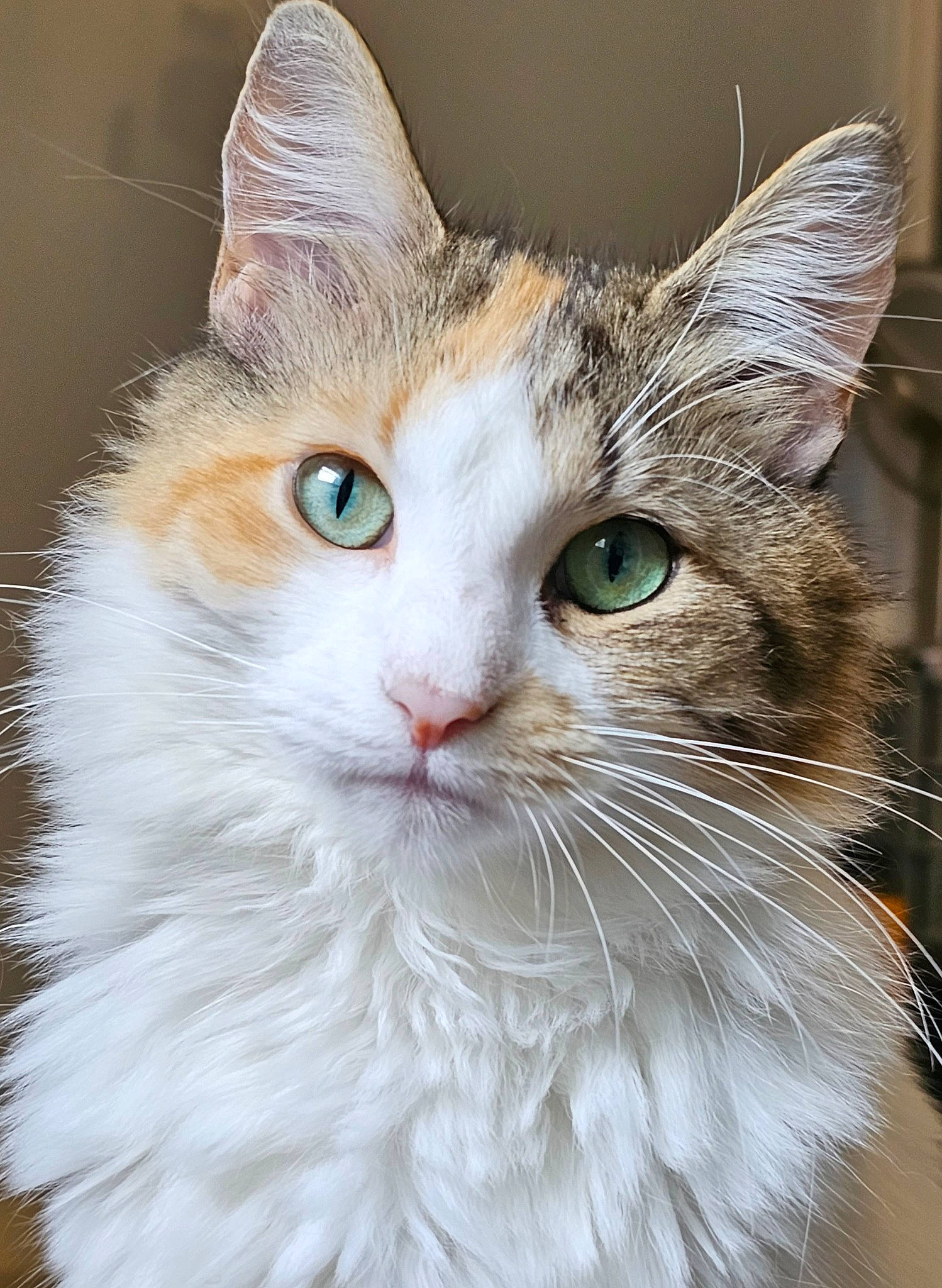 Butter is registered to the contest to win money with this photo: carnivore, cat, close_up, domestic_short_haired_cat, door, eye, felidae, fur, iris, small_to_medium_sized_cats, snout, terrestrial_animal, whiskers, window