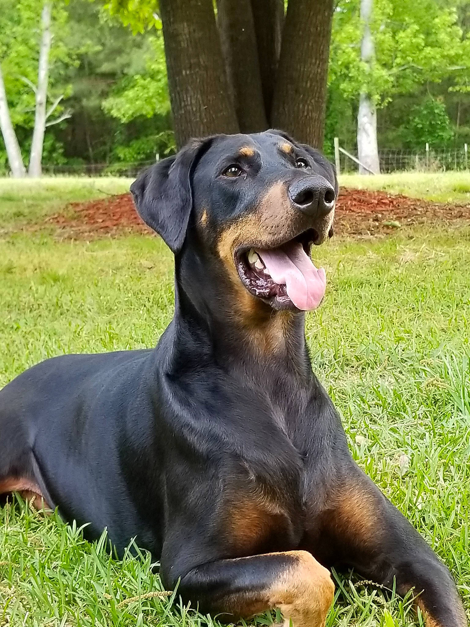 Caesar is registered to the contest to win money with this photo: canidae, carnivore, collar, companion_dog, dobermann, dog, dog_breed, dog_collar, fawn, grass, guard_dog, hound, hunting_dog, plant, snout, sporting_group, terrestrial_animal, tree, working_animal, working_dog