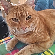 Pirate a rejoint le concours — aidez-le/la à gagner de superbes lots ! cat, ginger_cat, pet, animal, close_up, indoor, furniture, table, plaid, colorful, whiskers, relaxed, cute, ears, eyes, fur, nose, paw, domestic_animal, cozy
