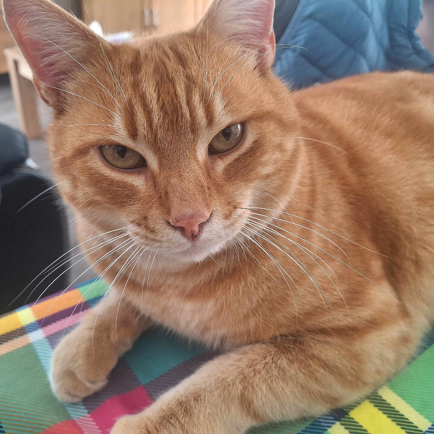 Pirate a rejoint le concours — aidez-le/la à gagner de superbes lots ! cat, ginger_cat, pet, animal, close_up, indoor, furniture, table, plaid, colorful, whiskers, relaxed, cute, ears, eyes, fur, nose, paw, domestic_animal, cozy