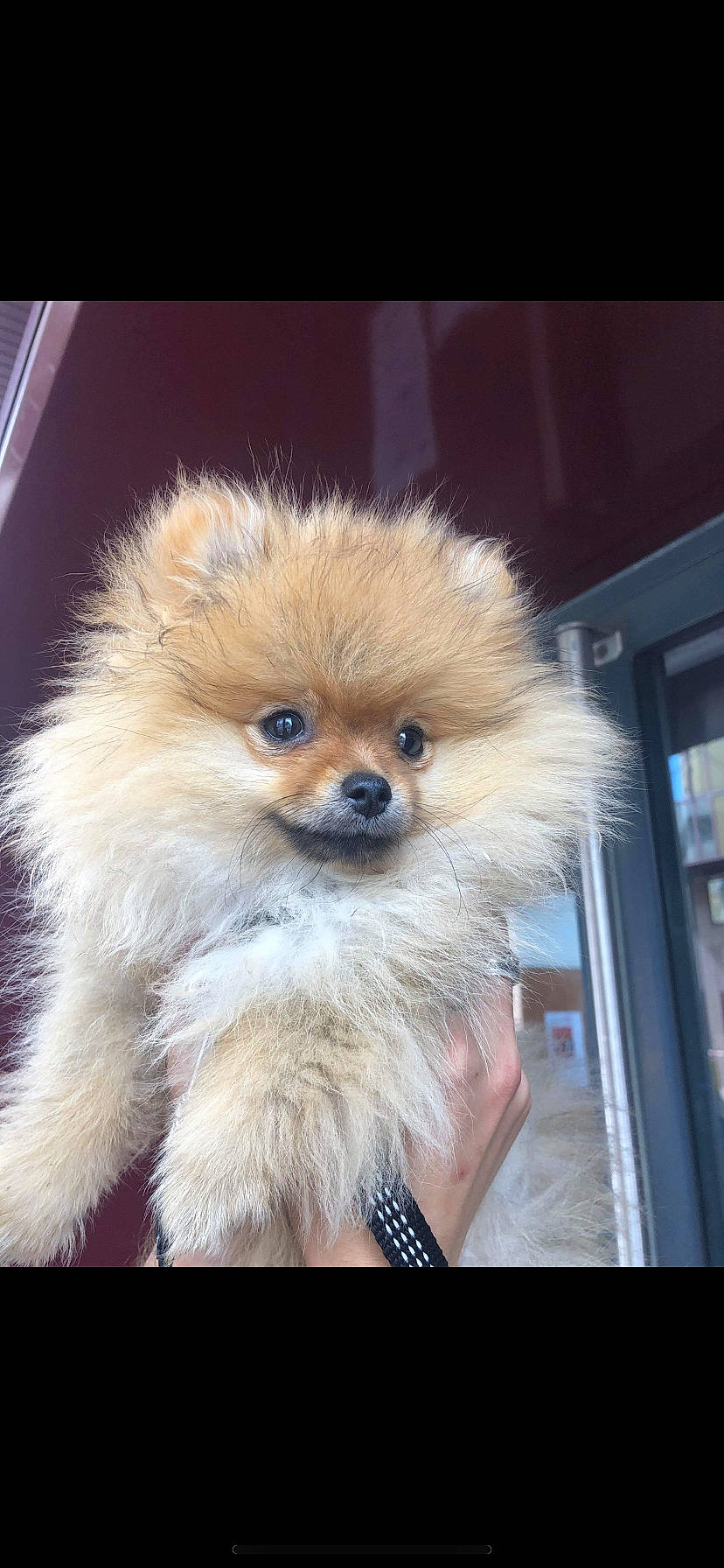 Kenzo a rejoint le concours — aidez-le/la à gagner de superbes lots ! blond, canidae, carnivore, companion_dog, dog, dog_breed, fawn, fur, german_spitz, german_spitz_klein, german_spitz_mittel, nail, pomeranian, puppy, skin, snout, spitz, tan, textile, toy_dog