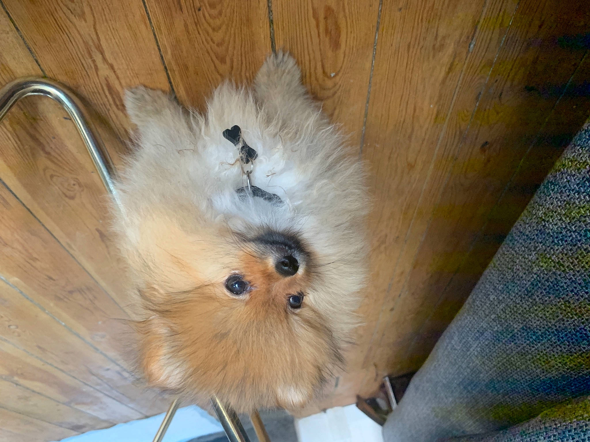 Kenzo participe au concours pour gagner de l'argent avec cette photo : fawn, fur, hardwood, natural_material, pet_supply, plywood, whiskers, wood_stain