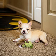 Kumo joined the competition — help win amazing prizes! puppy, dog, carpet, toy, indoor, light_fur, cute, pet, small_dog, batman_rug, floor, door, playful, young, animal, domestic, resting, looking_at_camera, soft_toy, cozy