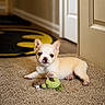 puppy, dog, carpet, toy, indoor, light_fur, cute, pet, small_dog, batman_rug, floor, door, playful, young, animal, domestic, resting, looking_at_camera, soft_toy, cozy