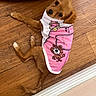 dog, puppy, brown_dog, pet, floor, wood_floor, clothing, shirt, pink, white, cartoon_bear, animal, cute, looking_up, lying_down, indoor, small_dog, fur, ears, tail