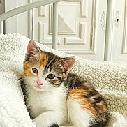 Nala a rejoint le concours — aidez-le/la à gagner de superbes lots ! kitten, calico, cat, fluffy_blanket, white_bed_frame, vintage_door, cozy, indoor, pet, cute, sleepy, fur, animal, small, resting, soft_light, domestic_cat, feline, young, whiskers