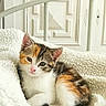 kitten, calico, cat, fluffy_blanket, white_bed_frame, vintage_door, cozy, indoor, pet, cute, sleepy, fur, animal, small, resting, soft_light, domestic_cat, feline, young, whiskers