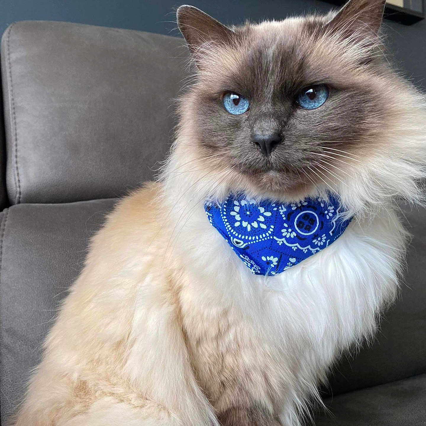 Ghysmo a rejoint le concours — aidez-le/la à gagner de superbes lots ! accessories, angora, animal, bandana, bowtie, cat, clothing, collar, couch, formalwear, furniture, headband, kitten, pet, siamese, sleeve, tie