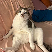 Prince is registered to the contest to win money with this photo: cat, pet, indoor, relaxed, pink_blanket, tabby, white_fur, sitting, curious, cute, animal, feline, paw, ears, whiskers, cozy, bedroom, soft, pillow, looking