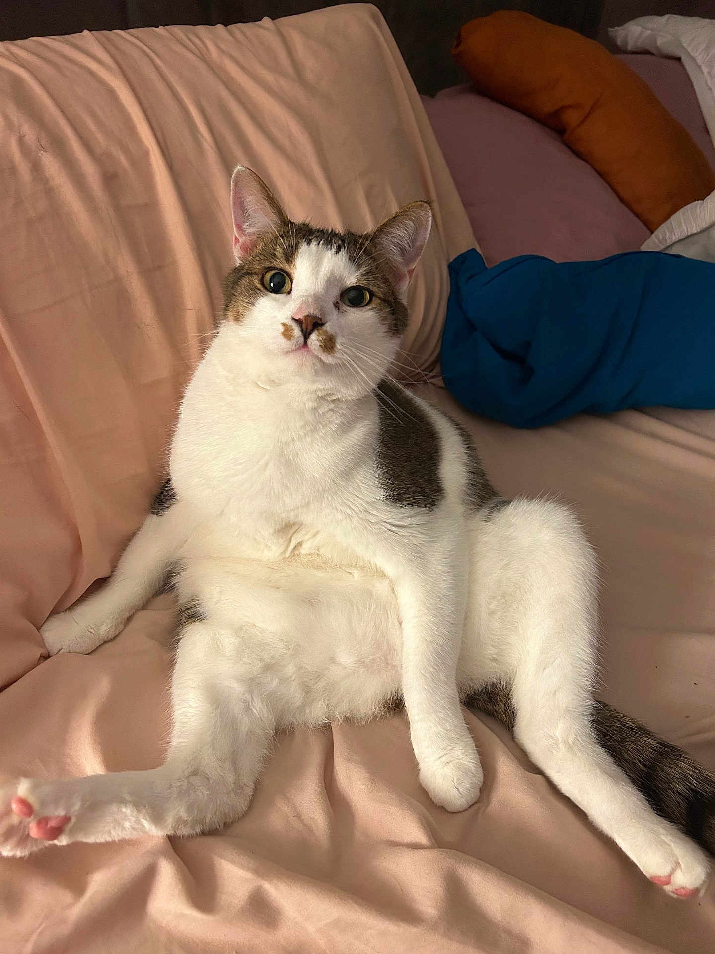 Prince is registered to the contest to win money with this photo: cat, pet, indoor, relaxed, pink_blanket, tabby, white_fur, sitting, curious, cute, animal, feline, paw, ears, whiskers, cozy, bedroom, soft, pillow, looking