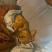 Tuya is registered to the contest to win money with this photo: animal, bed, blanket, brown, canine, collar, comfort, cozy, dog, fabric, fur, home, indoor, nap, pattern, pet, pillow, relaxed, resting, sleeping