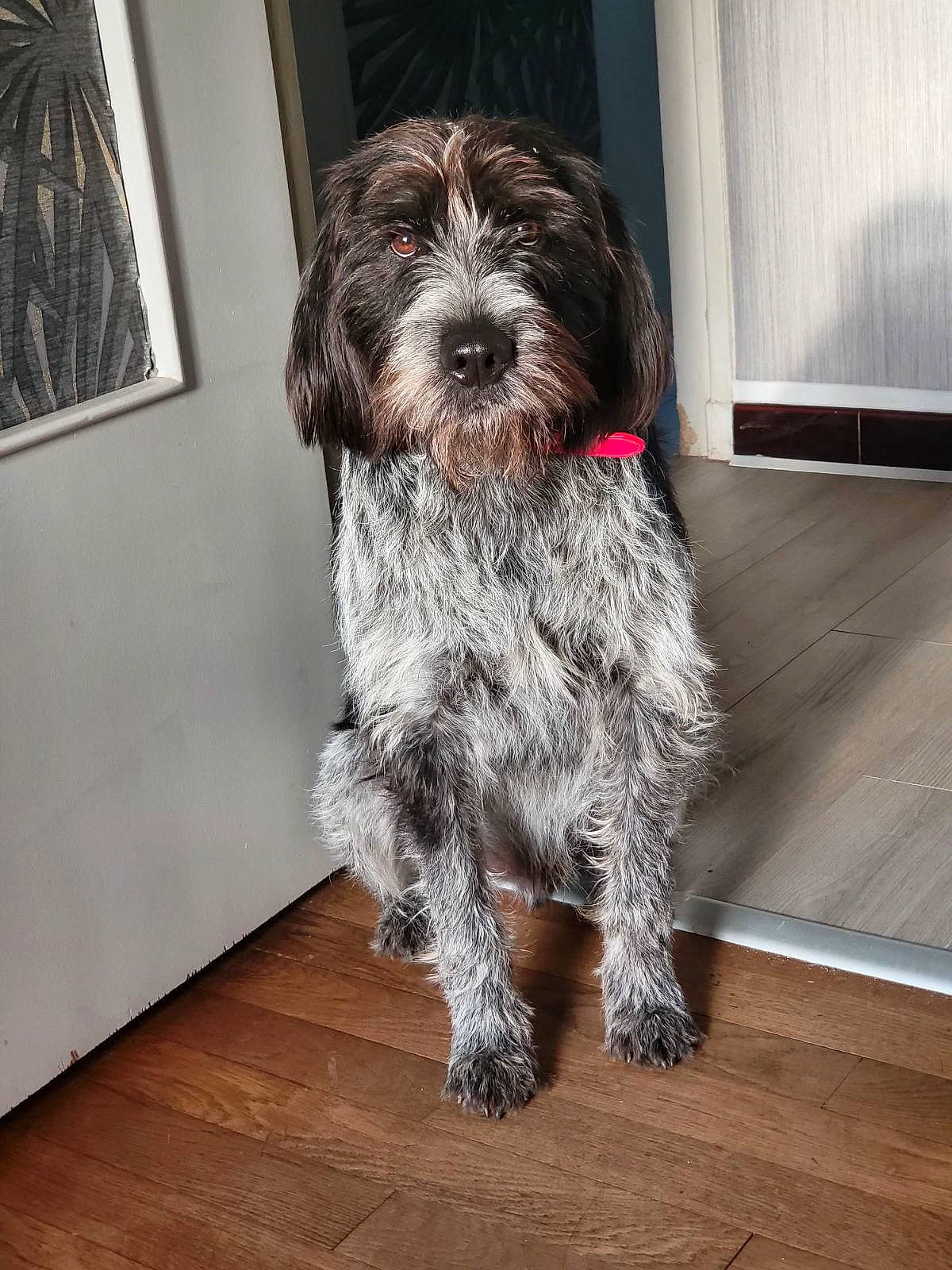 Moustache a rejoint le concours — aidez-le/la à gagner de superbes lots ! canidae, carnivore, companion_dog, dog, dog_breed, flooring, fur, hardwood, liver, picture_frame, small_terrier, snout, sporting_group, terrier, toy_dog, water_dog, window, wood, wood_flooring, working_animal