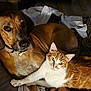 dog, cat, pet, animal, brown_dog, orange_cat, snuggling, friendship, cozy, blanket, striped_blanket, fur, domestic_animal, indoor, resting, cute, companion, relaxed, laying_down, warmth