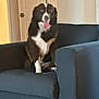 dog, black_and_white, tongue_out, sitting, couch, indoor, door, wall, carpet, pet, happy, relaxed, fur, animal, canine, furniture, home, comfort, living_room, domestic