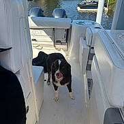 Dakota is registered to the contest to win money with this photo: dog, boat, water, outdoor, sunny, pet, animal, deck, white, black, licking, watercraft, marine, nature, sky, residential, dock, leisure, vacation, canine