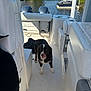 dog, boat, water, outdoor, sunny, pet, animal, deck, white, black, licking, watercraft, marine, nature, sky, residential, dock, leisure, vacation, canine