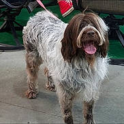 The Mighty Quinn joined the competition — help win amazing prizes! animal, chair, companion, concrete, dog, friendly, fur, green, happy, leash, mammal, outdoor, paw, pet, playful, shaggy, snout, standing, tongue, turf