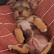 Albert participe au concours pour gagner de l'argent avec cette photo : puppy, dog, pet, lying_down, blanket, red, striped, cozy, fur, small_dog, relaxed, cute, animal, paw, bed, resting, indoors, canine, fur_texture, sleepy