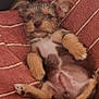 puppy, dog, pet, lying_down, blanket, red, striped, cozy, fur, small_dog, relaxed, cute, animal, paw, bed, resting, indoors, canine, fur_texture, sleepy