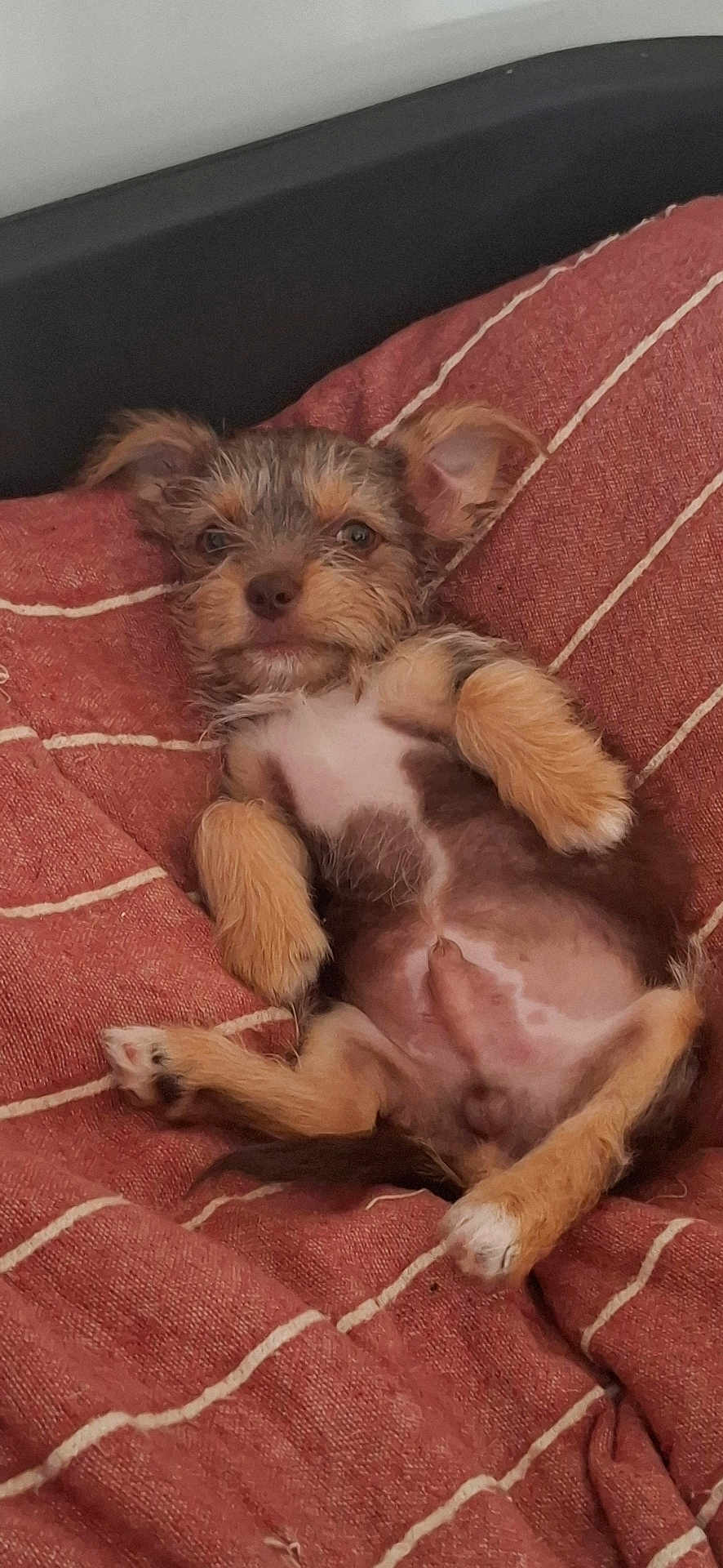 Albert participe au concours pour gagner de l'argent avec cette photo : puppy, dog, pet, lying_down, blanket, red, striped, cozy, fur, small_dog, relaxed, cute, animal, paw, bed, resting, indoors, canine, fur_texture, sleepy
