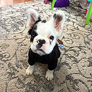 Yogi joined the competition — help win amazing prizes! animal, background, black_and_white, black_shirt, carpet, curious, cute, dog, ears, floor, french_bulldog, fur, home, indoor, looking_up, pet, puppy, sitting, toy, young