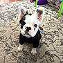 animal, background, black_and_white, black_shirt, carpet, curious, cute, dog, ears, floor, french_bulldog, fur, home, indoor, looking_up, pet, puppy, sitting, toy, young