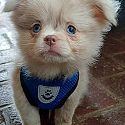 Apache a rejoint le concours — aidez-le/la à gagner de superbes lots ! puppy, dog, blue_eyes, fluffy, harness, pet, young, adorable, indoor, floor, close_up, small, cute, animal, portrait, furry, looking_up, domestic_animal, whiskers, ears