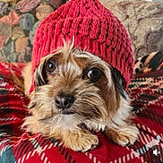 Tazz is registered to the contest to win money with this photo: dog, knitted_hat, plaid_blanket, indoor, cute, pet, cozy, fur, brown, small_dog, face, eyes, resting, warm, couch, pattern, closeup, portrait, animal, household