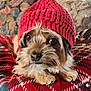 dog, knitted_hat, plaid_blanket, indoor, cute, pet, cozy, fur, brown, small_dog, face, eyes, resting, warm, couch, pattern, closeup, portrait, animal, household