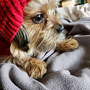 Tazz joined the competition — help win amazing prizes! animal, blanket, brown_fur, close_up, companion, cozy, cute, dog, fur, indoors, knit, paw, pet, portrait, red_hat, relaxed, resting, soft, texture, warm