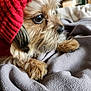animal, blanket, brown_fur, close_up, companion, cozy, cute, dog, fur, indoors, knit, paw, pet, portrait, red_hat, relaxed, resting, soft, texture, warm