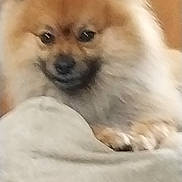 Banjo is registered to the contest to win money with this photo: dog, pomeranian, fluffy, pet, close_up, animal, cute, indoor, fur, small_dog, mammal, face, paw, resting, canine, domestic_animal, companion, friendly, cute_pet, soft