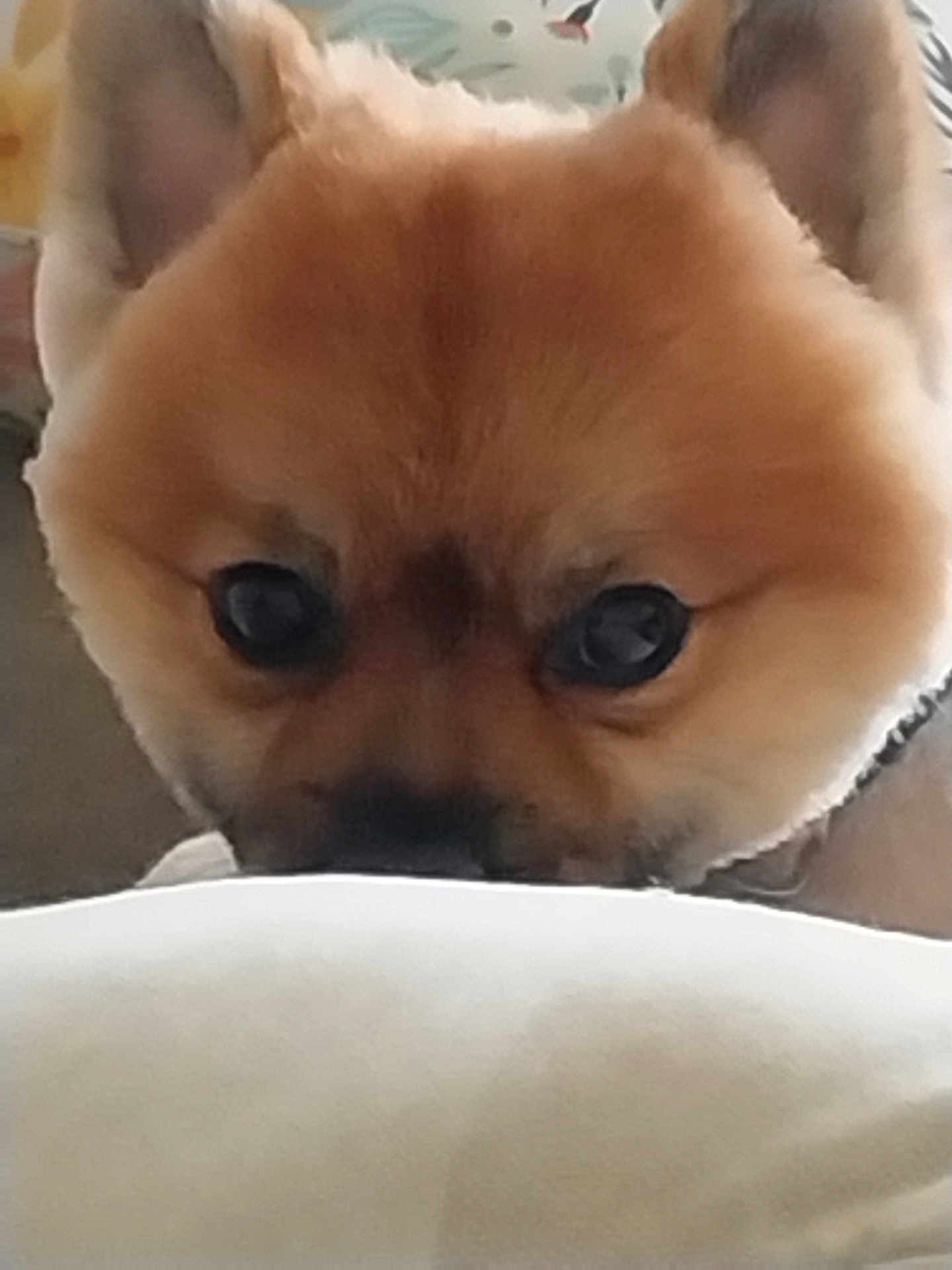 Banjo