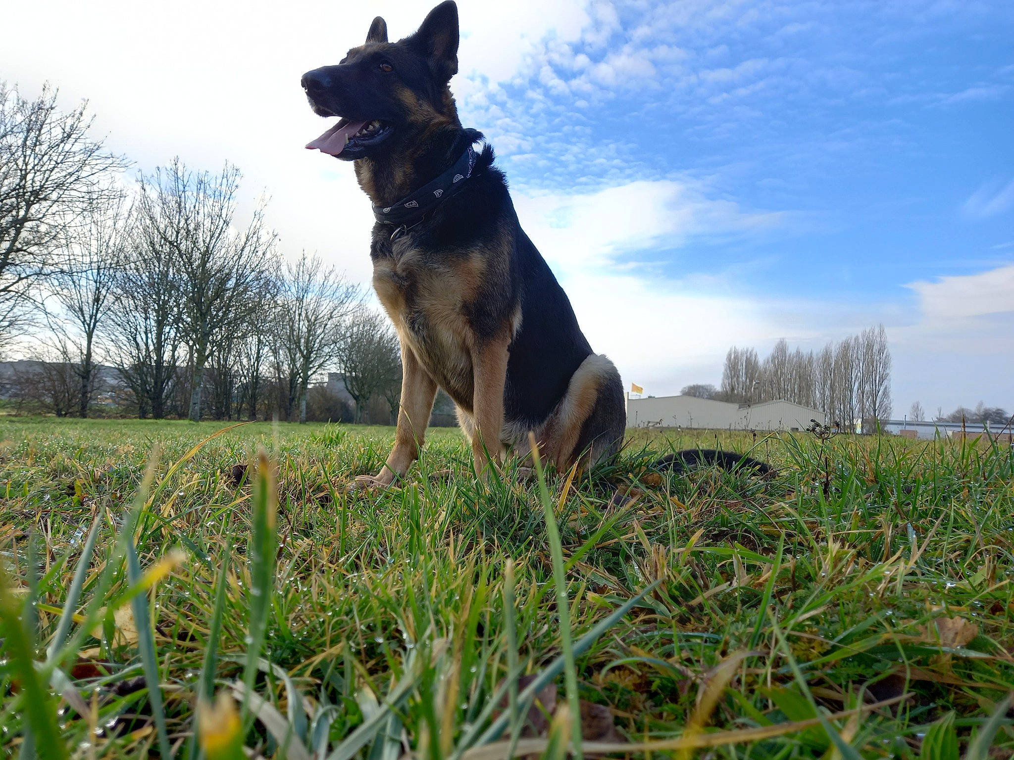 Olia a rejoint le concours — aidez-le/la à gagner de superbes lots ! carnivore, cloud, companion_dog, dog, dog_breed, east_european_shepherd, german_shepherd_dog, grass, grassland, herding_dog, king_shepherd, old_german_shepherd_dog, people_in_nature, plant, recreation, sky, sporting_group, tail, tree, working_animal