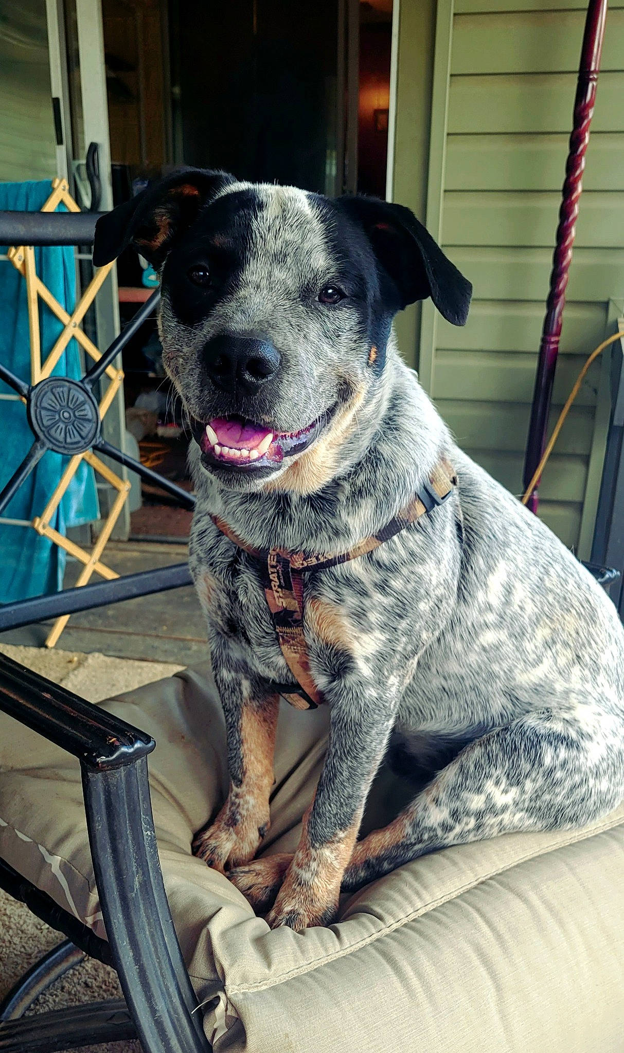 Peter Barker joined the competition — help win amazing prizes! australian_stumpy_tail_cattle_dog, canidae, carnivore, chair, collar, companion_dog, dog, dog_breed, dog_collar, fawn, fur, guard_dog, leash, non_sporting_group, snout, sporting_group, whiskers, working_animal, working_dog