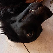 Nayma participe au concours pour gagner de l'argent avec cette photo : affection, animal, black_dog, canine, close_up, companion, cute, dog, domestic_animal, floor, fur, hand, human_hand, indoor, lying_down, paw, pet, playful, teeth, tile_floor