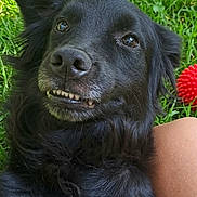 Nayma participe au concours pour gagner de l'argent avec cette photo : dog, black_dog, grass, outdoor, pet, animal, toy, red_toy, playful, teeth, smile, fur, canine, relaxing, nature, human_arm, summer, close_up, companion, friendship