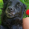 dog, black_dog, grass, outdoor, pet, animal, toy, red_toy, playful, teeth, smile, fur, canine, relaxing, nature, human_arm, summer, close_up, companion, friendship